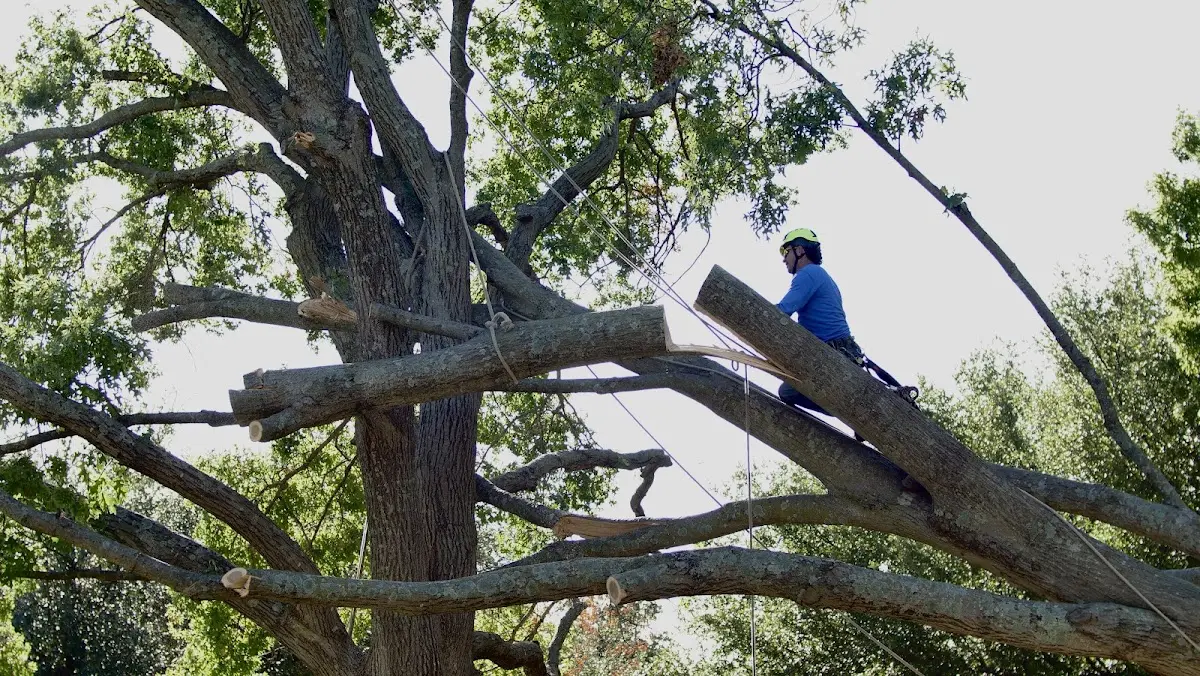 Professional Hazardous Tree Removal performed by certified arborists in Sanborn
