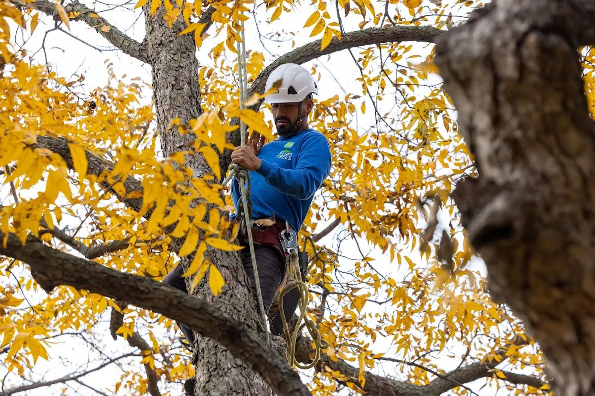 Skilled Tree Trimming crew working in Sanborn
